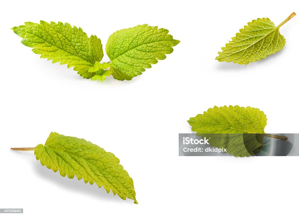 Herb Nice green herb leaf isolated on white 2015 Stock Photo