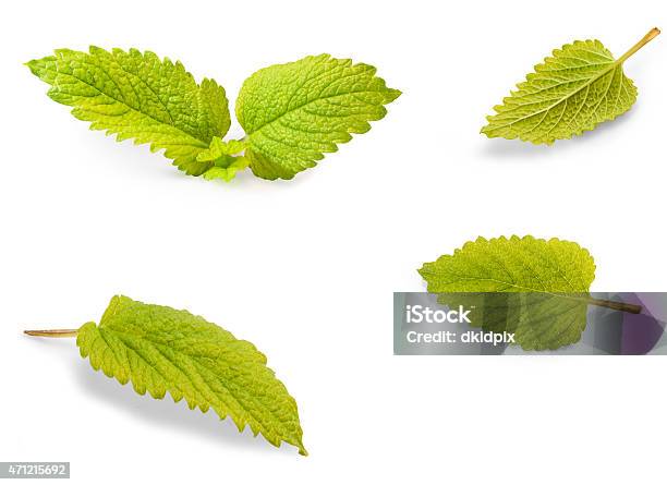 Herb Stock Photo - Download Image Now - 2015, Aromatherapy, Botany