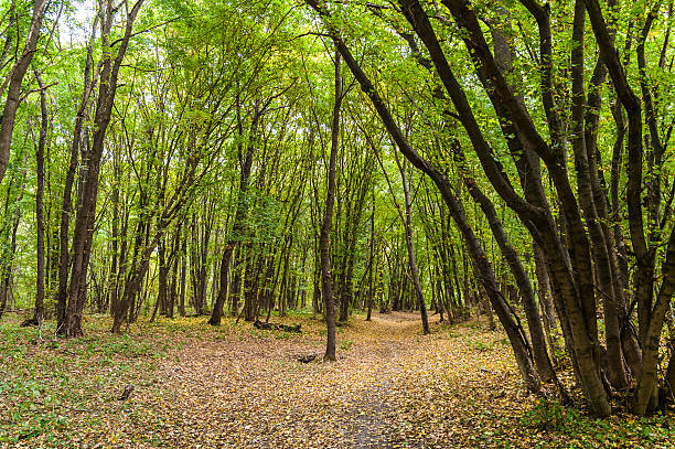 istock Dirt track in the green leafy forest 471215754