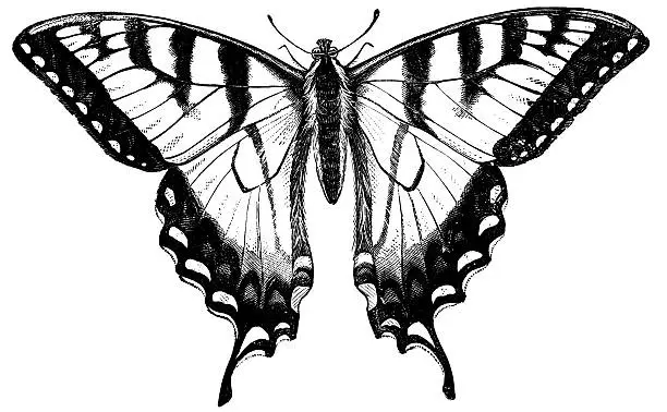 Engraving of "the Turnus Swallow-Tail (Papilio turnus Linn)" published in "Insects Injurious to Fruits" by William Saunders in 1883. The engraving is now in the public domain.