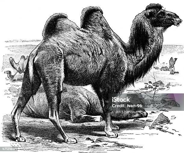 Ilustración de Camello y más Vectores Libres de Derechos de Camello - Camello, Agricultura, Animal