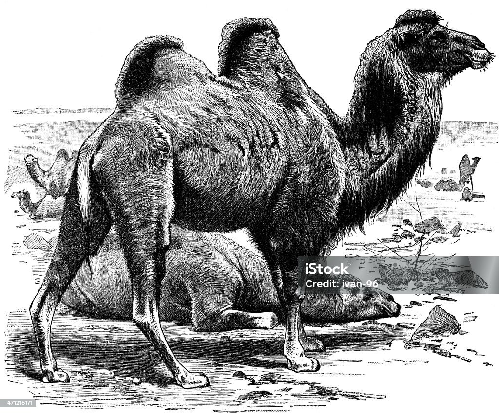 Camelo - Ilustração de Camelo - Camelídeos royalty-free