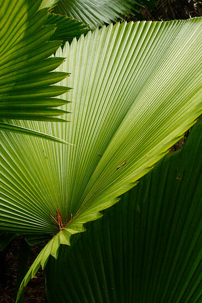 istock Abstract composition of cabbage palm leaves in south Florida. 471216352