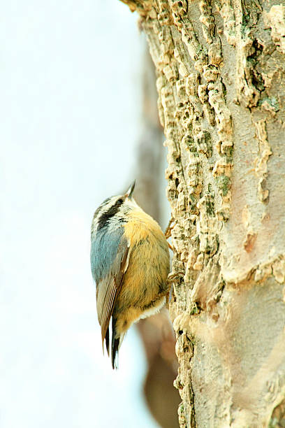 istock Female Red-Breasted Nuthatch On The Side Of A Tree 471216482