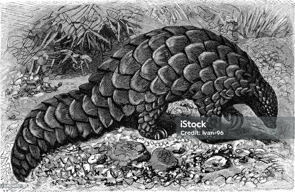 Pangolin Pangolin, or scaly anteater, is the common name for African and Asian armored mammal Pangolin stock illustration