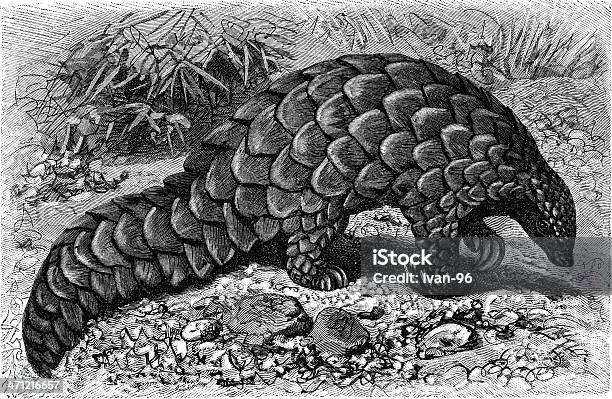 Pangolin Stock Illustration - Download Image Now - Pangolin, Africa, Animal