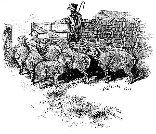 Vintage engraving of sheep and shepherd