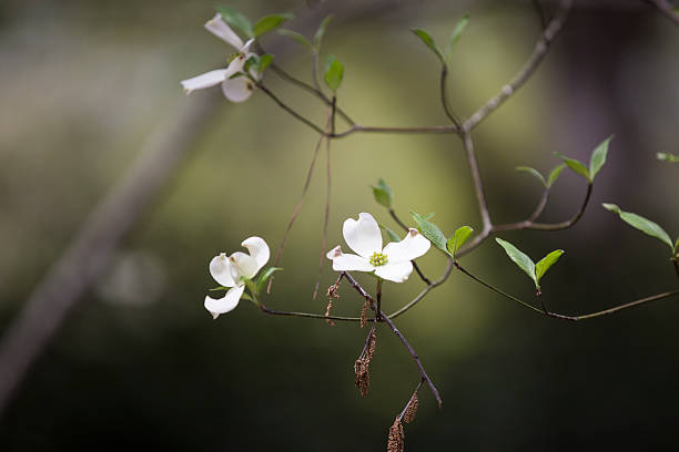 Dogwood stock photo