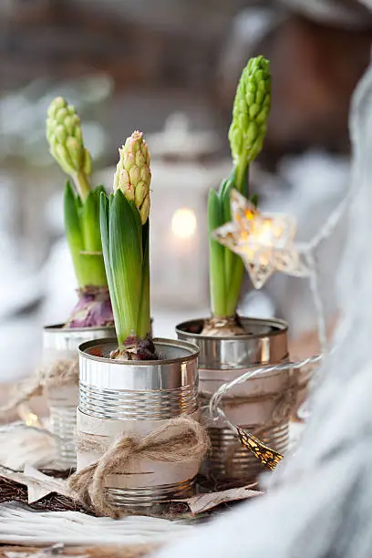 Three hyacinths inused cans