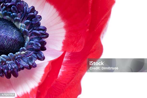 Anémona Revolución Francesa Foto de stock y más banco de imágenes de Anémona - Familia del Ranúnculo - Anémona - Familia del Ranúnculo, Azul, Belleza de la naturaleza