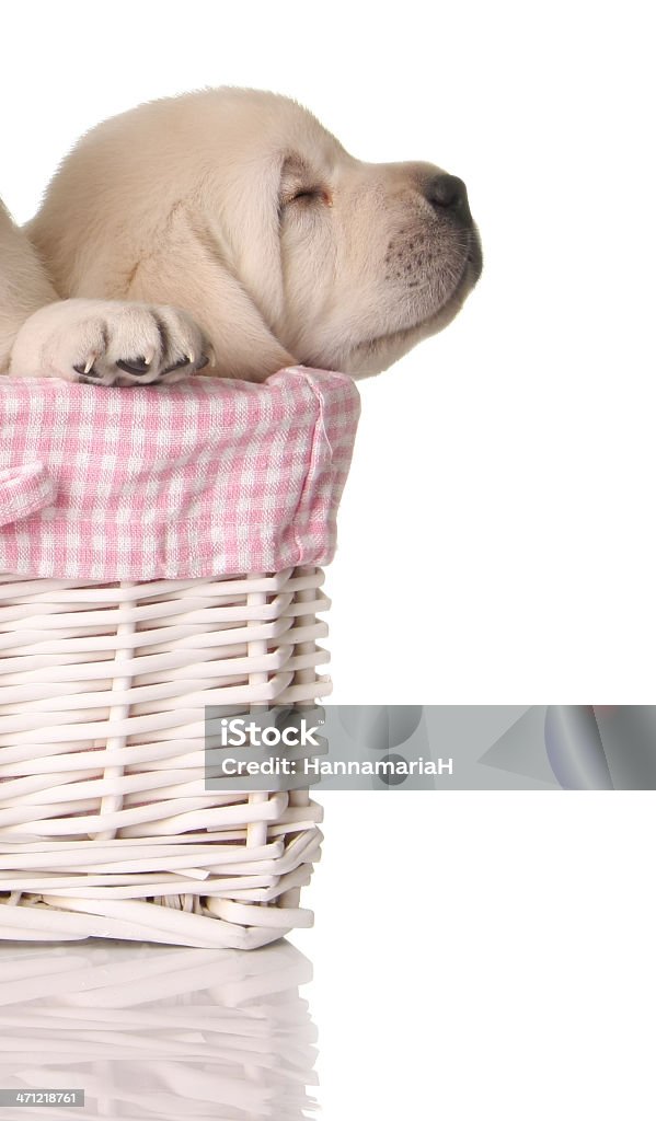 Sleepy puppy Sleeping labrador puppy in a pink basket. Animal Stock Photo