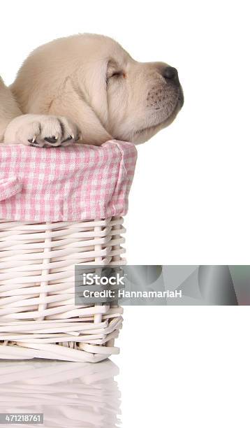 Sleepy Puppy Stock Photo - Download Image Now - Animal, Animal Hair, Basket