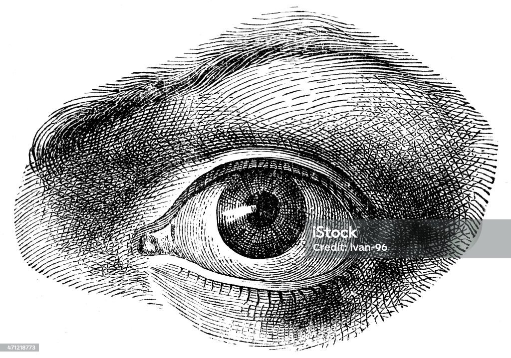 Oeil humain - Illustration de Vue libre de droits