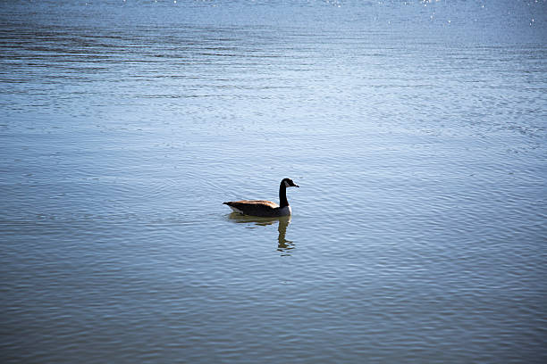 Swimming Duck stock photo