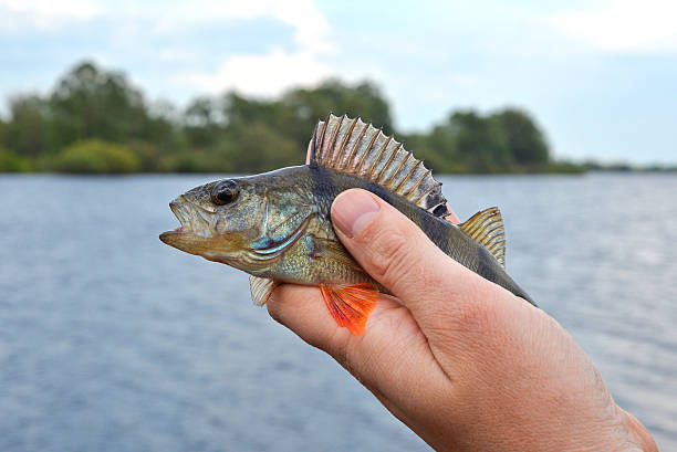 istock Perch in fisherman's hand 471218900