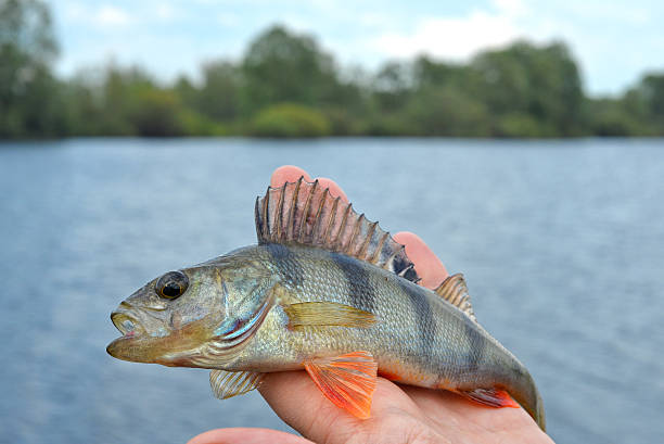 istock Perch in fisherman's hand 471218904