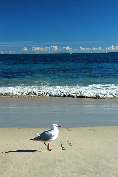 The gull which dances at the shore of Perth.