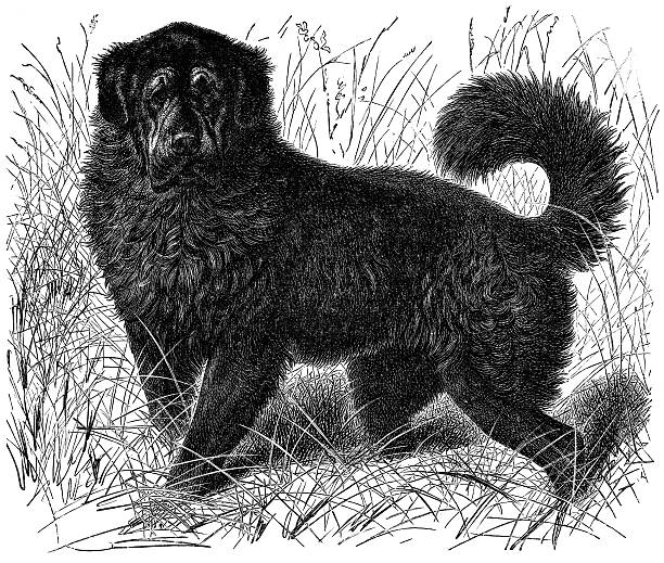 dog Newfoundland dog guard dog photos stock illustrations