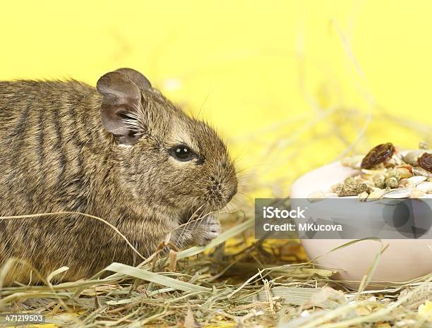 Octodon Degu Stock Photo - Download Image Now - Animal, Close-up, Cute