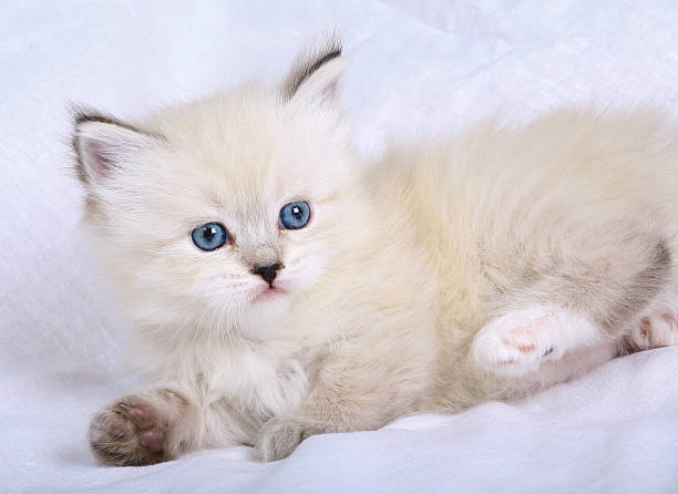 istock Kitten of breed Neva a masquerade cat. 471220153