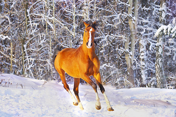 istock arab horse in winter 471220179