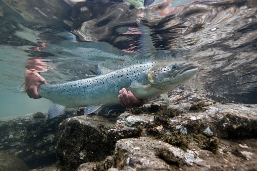 A rare image of a genuine Atlantic Salmon being returned to the Stryn river, Norway. The water is crystal clear. Whilst images of Salmon are fairly common, it is images of Atlantic Salmon that are highly sought after. This Salmon, released in crystal clear water is a perfect example of a fresh run fish being released.