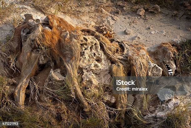 Skin And Bones Of Dead Animal Dog Stock Photo - Download Image Now - Animal,  Animal Body Part, Animal Bone - iStock