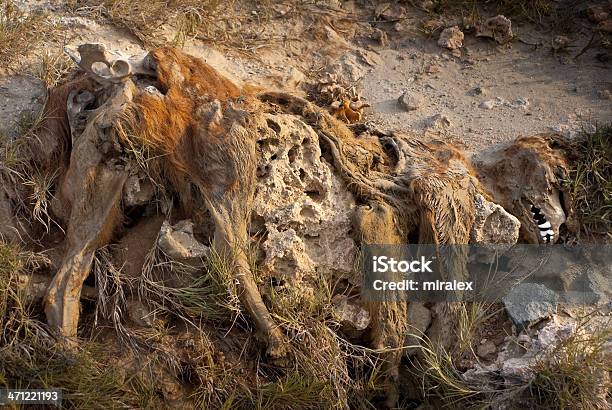 Skin And Bones Of Dead Animal Dog Stock Photo - Download Image Now - Animal, Animal Body Part, Animal Bone - iStock Skin And Bones Of Dead Animal Dog Stock Photo - Download Image Now - Animal, Animal Body Part, Animal Bone - iStock