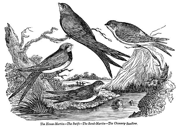 Woodcut illustration from 