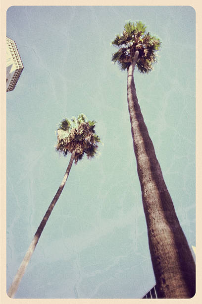 istock California Palm Trees - Vintage Postcard 471221289