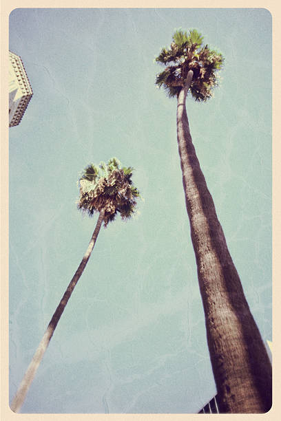 California Palm Trees - Vintage Postcard Retro-styled postcard of California's famous "Washingtonia robusta" palm tree (a species also known as the California fan palm tree) -- found in Hollywood, Santa Monica  and Crescent Drive in Beverly Hills. For hundreds of vintage postcards from around the world, click the banner below: fan palm tree photos stock pictures, royalty-free photos & images