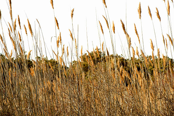 istock Phragmites reeds from a worm's eye view in Assateague. 471221984