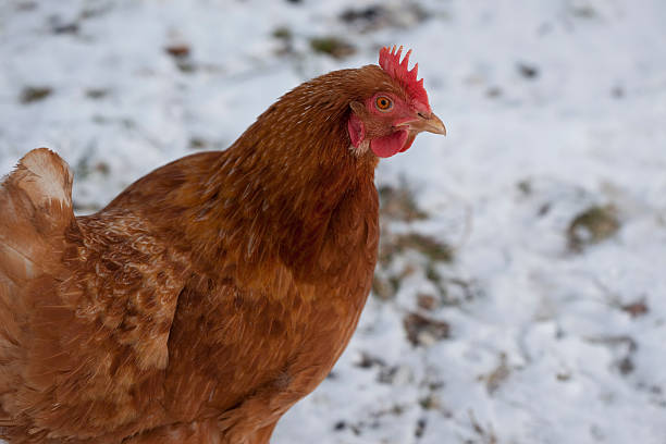 istock Red Hen looking for Food in the Winter 471222179