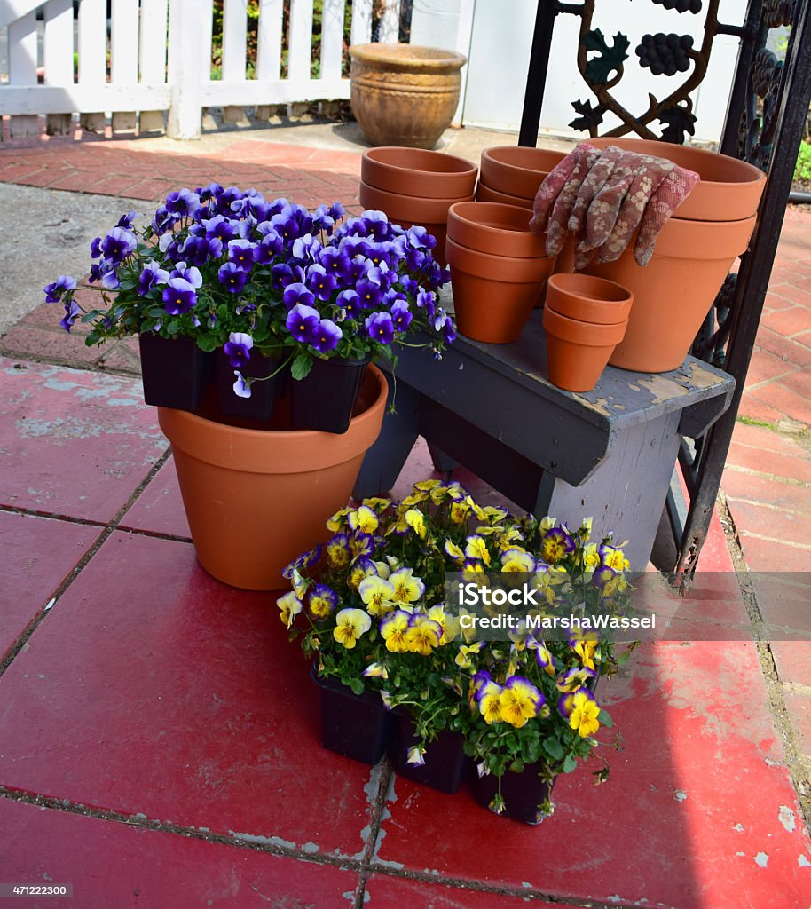 Spring gardening Plants ready to be planted for spring. 2015 Stock Photo