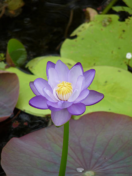 wild azul lotus - lotus root water lotus plant - fotografias e filmes do acervo