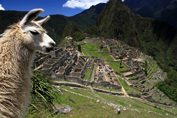 istock Lovely Llama and Macchu Picchu 471222891
