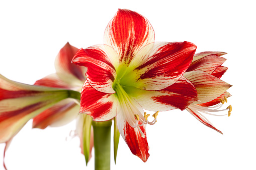 Boasting stunning variegated petals of red and white, Ambiance is the ultimate indoor Christmas flower. This mighty Amaryllis produces gorgeous, bold 7
