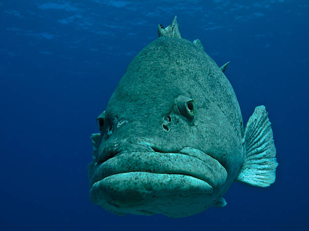 istock Giant Potato Fish undersea on Great Barrier Reef Australia 471223267