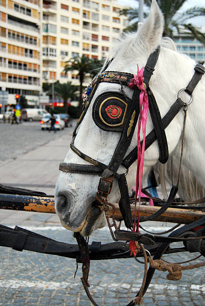 carriage horse and city transportation within the city by phaeton uffington horse stock pictures, royalty-free photos & images