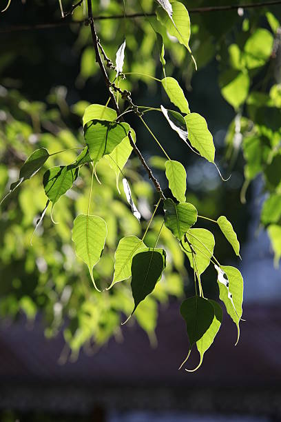 Boddhi tree leaves in the sun stock photo