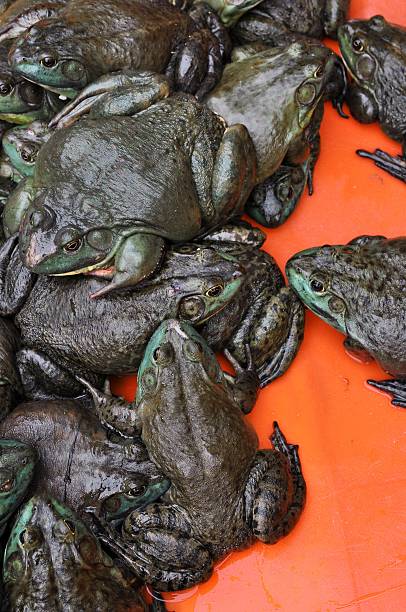 istock Frog meeting on the market 471225711