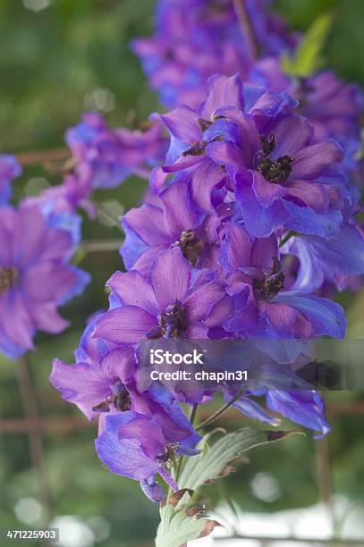 Blu Fontana Magica Larkspur Delfinio Elata - Fotografie stock e altre immagini di Blu - Blu, Capolino, Composizione verticale