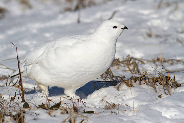 istock Female partridges running in the snow spring 471227476