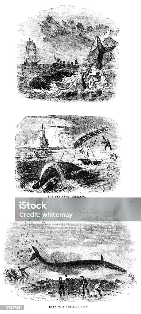 Whaling - 19th century illustrations Engraving from "The Leisure Hour", No. 184, 5th July, 1855, a very moral British publication described as "A Family Journal of Instruction and Recreation. Price One Penny". Three whaling scenes - two out at sea, showing the dangers of trying to catch a whale with a small boat, and one of a whale being dragged ashore. Whale stock illustration