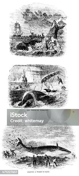 Whaling 19th Century Illustrations Stock Illustration - Download Image Now - Whale, History, Hunting - Sport