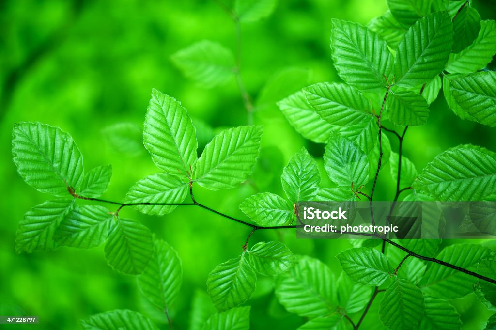 Зеленый глянцевой буковое листья - Стоковые фото Англия роялти-фри