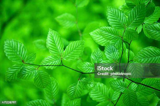 Зеленый Глянцевой Буковое Листья — стоковые фотографии и другие картинки Англия - Англия, Без людей, Блестящий