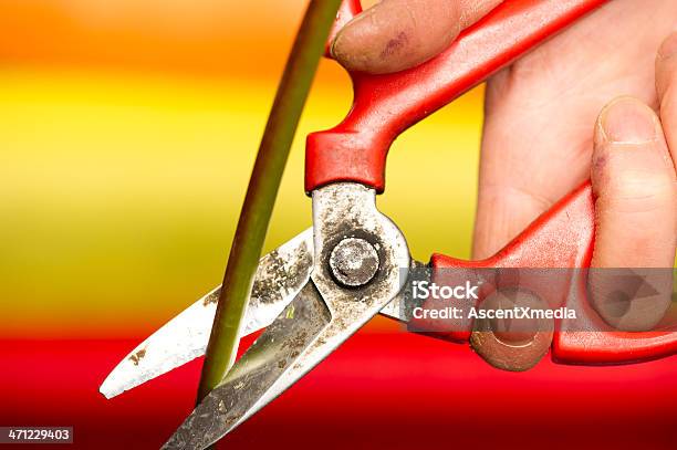 Tesoura De Florista - Fotografias de stock e mais imagens de Amarelo - Amarelo, Caule de planta, Colorido