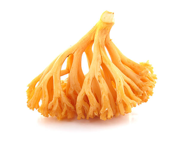 istock Coral mushroom Ramaria flava Changle 471229439