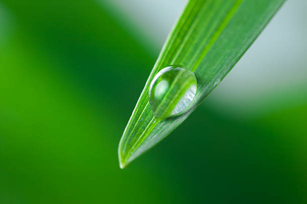 istock Water Drop on the Green Leaf of Grass Close-Up 471229908
